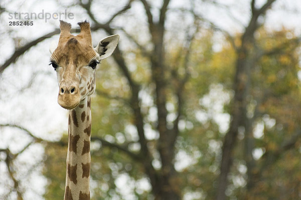 Giraffe (Giraffa camelopardalis)