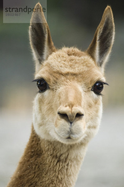 Lama (Lama glama)