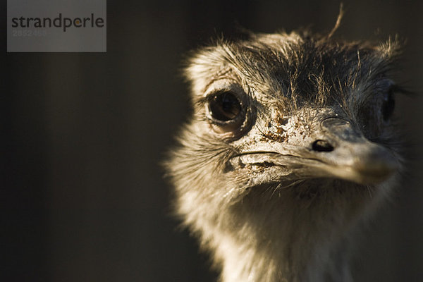 Großer Rhea (Rhea americana)