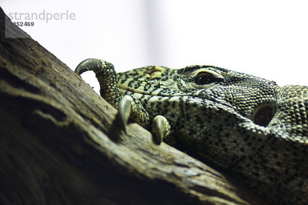 Nilwaran (Varanus niloticus)