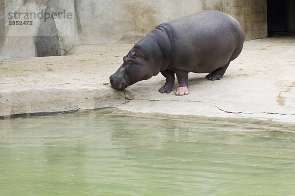 Hippopotamus (Hippopotamus amphibius)