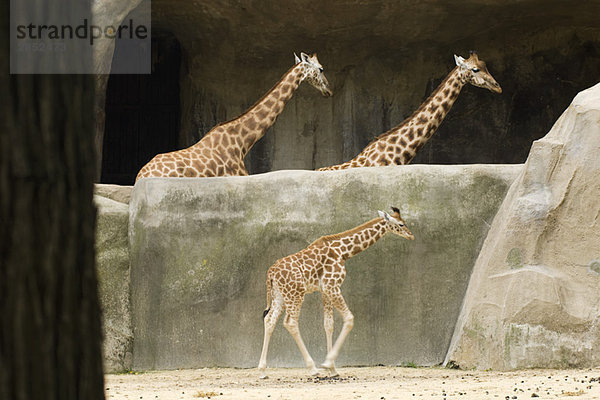 Erwachsene und junge Giraffen (Giraffa camelopardalis)