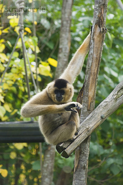 Gibbon