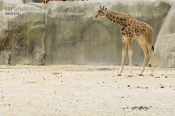 Giraffenbaby (Giraffa camelopardalis)