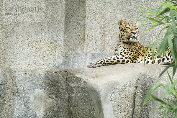 Amur Leopard (Panthera pardus orientalis)