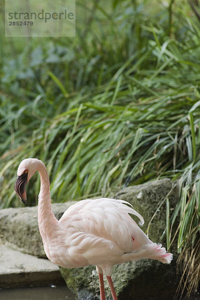 Zwergflamingo (Phoenicopterus minor)  im Zoo