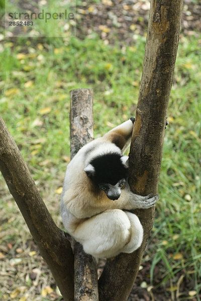 Diademed Sifaka (Propithecus diadema)