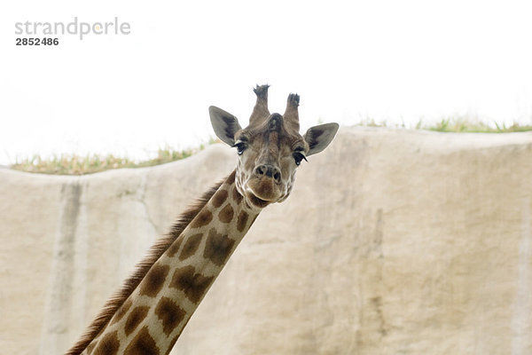 Giraffe (Giraffa camelopardalis)