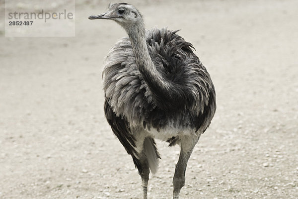 Großer Rhea (Rhea americana)