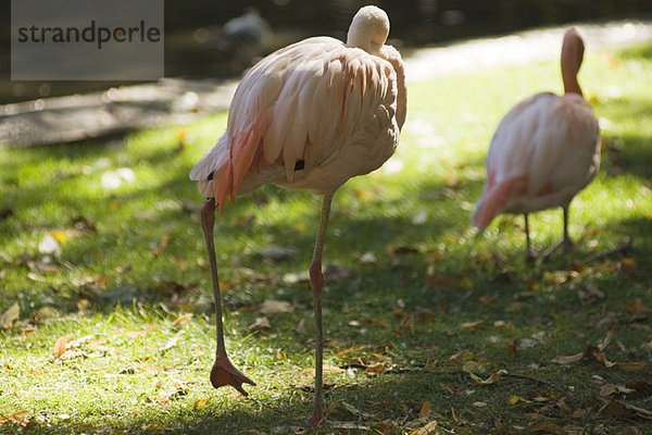 Zwergflamingo (Phoenicopterus minor)  im Zoo