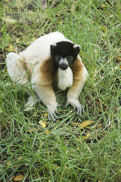 Diademed Sifaka (Propithecus diadema)