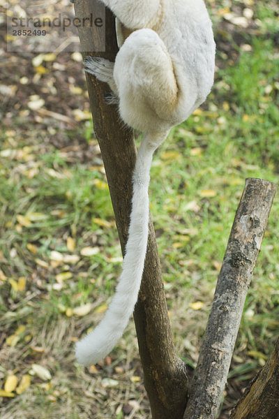 Lemur im Baum  niedriger Schnitt