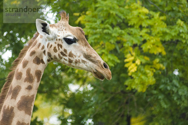 Giraffe (Giraffa camelopardalis)