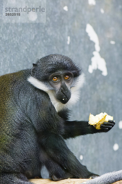 Diana Monkey (Cercopithecus diana)  Obst essen