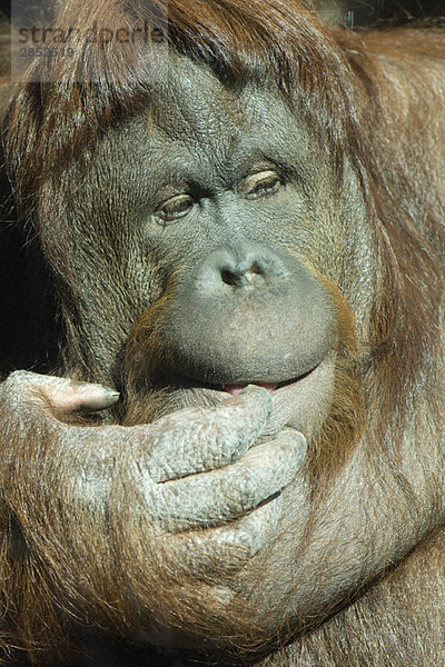 Orang-Utan (Pongo pygmaeus)