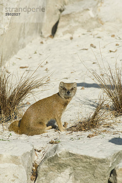 Erdmännchen (Suricata suricatta)