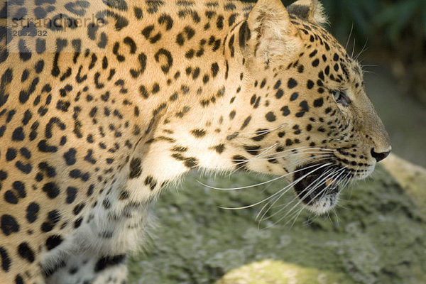 Leopard (Panthera pardus)