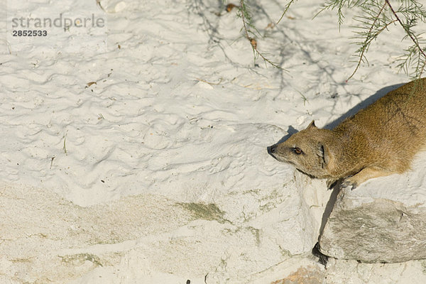 Erdmännchen (Suricata suricatta)