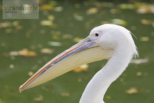 Rosapelikan (Pelecanus onocrotalus)