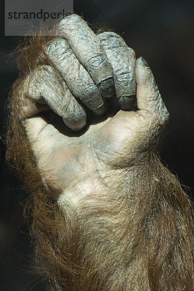 Orang-Utan (Pongo pygmaeus)  geballte Faust