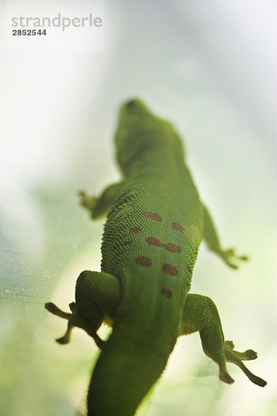 Gefleckte Smaragdeidechse  geschnitten