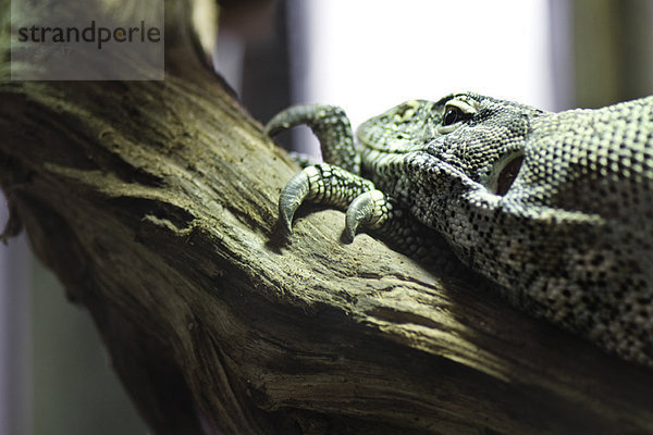 Nilwaran (Varanus niloticus) auf einem Ast ruhend