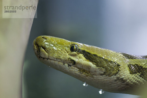 Burmesische Python (Python molurus bivittatus)