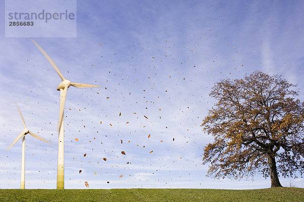 Fallende Blätter  Baum  Windkraftanlagen