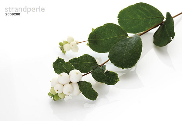 Snowberries (Symphoricarpos albus)  erhöhte Ansicht