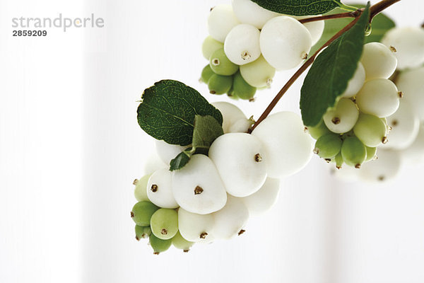 Schneebeeren (Symphoricarpos albus)  Nahaufnahme