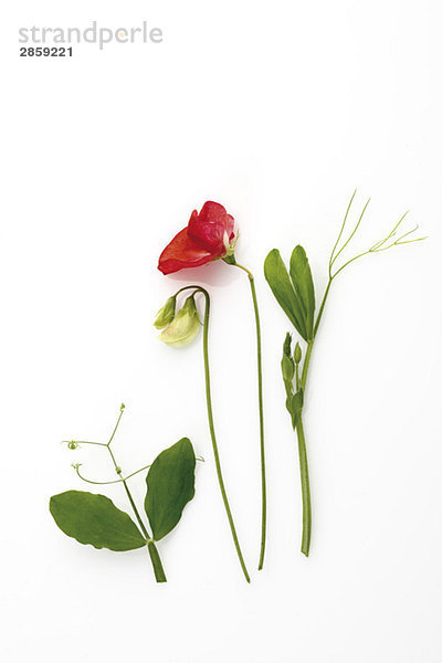 Rote und weiße Wickenblume (Vicia)  erhöhte Ansicht