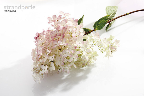 Hortensie (Hortensie paniculata)