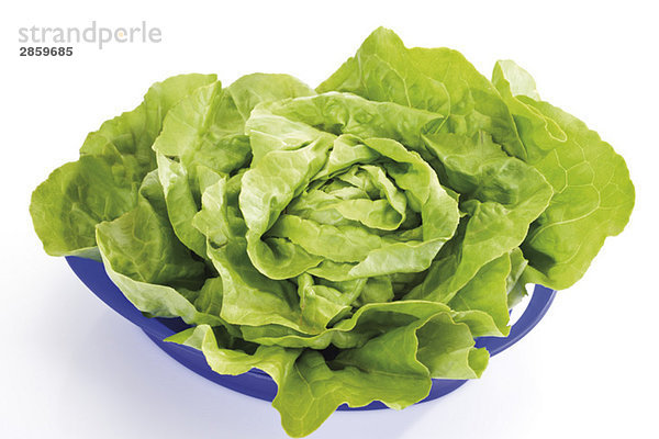 Salat (Lactuca sativa var. capitata) in Kunststoffschale  erhöhte Ansicht