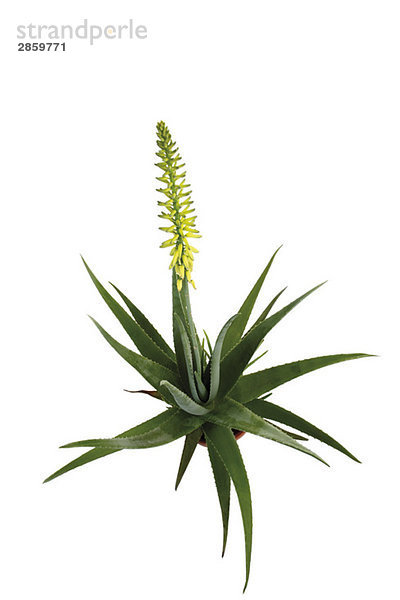 Blühende Aloe Vera Pflanze