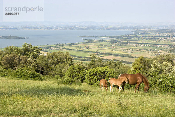 Italy  Tuscany  Horses grazing  Coastline in background