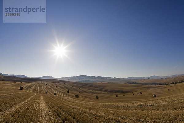 Italien  Toskana  Strohballen auf geernteten Maisfeldern