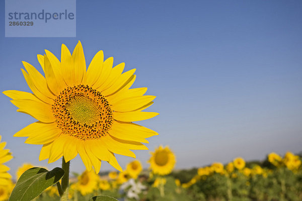 Italien  Toskana  Sonnenblume  Nahaufnahme