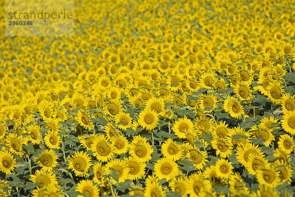 Italien  Toskana  Sonnenblumenfeld