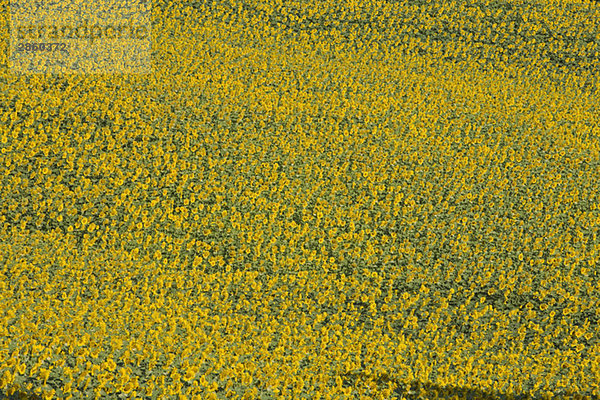 Italien  Toskana  Sonnenblumenfeld  erhöhte Ansicht  Vollbild