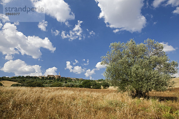 Italien  Toskana  Olivenbaum  Pienza im Hintergrund