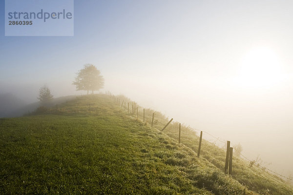 Germany  Bavaria  Pasture land  fence and fog