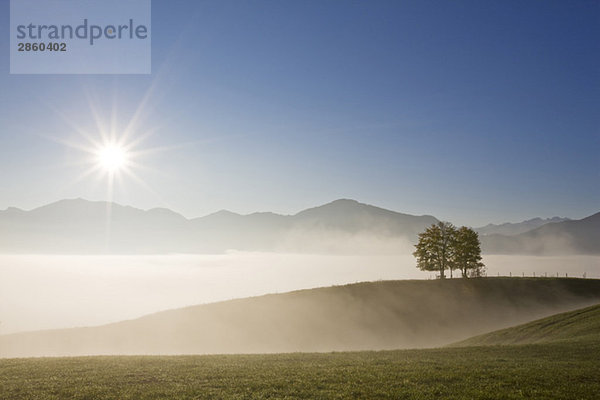 Deutschland  Bayern  Felder  Nebel  Gegenlicht  Alpen im Hintergrund
