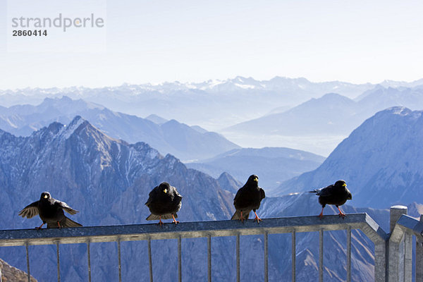 Deutschland  Bayern  Zugspitze  Alpendohle (Pyrrhocorax graculus)