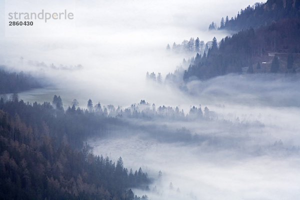 Germany  Bavaria  Sudefeld  Woodland with fog