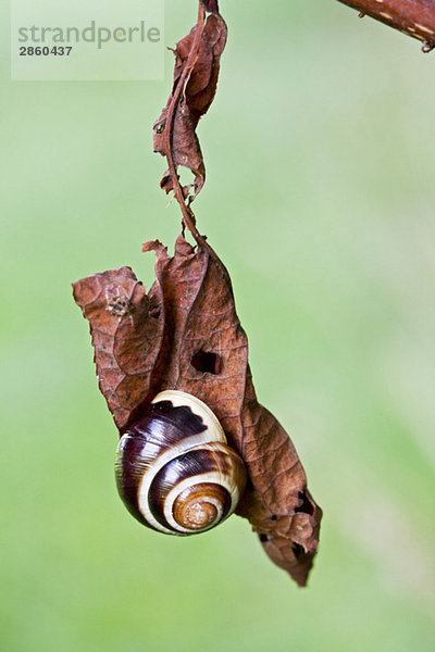 Gebänderte Hainschnecke (Cepaea nemoralis) auf Blatt