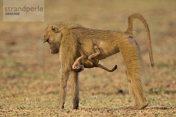 Afrika  Sambia  Gelber Pavian (Papio cynocephalus) mit Baby