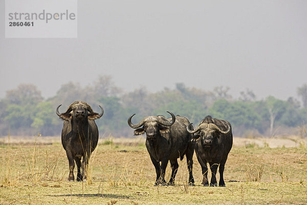 Africa  Sambia  Buffalo (Syncerus caffer) on plain