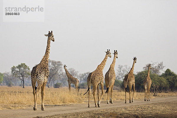 Giraffe (Giraffa camelopardalis) Herde