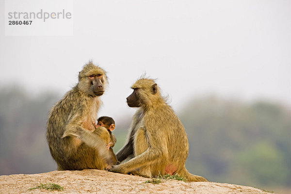 Afrika  Sambia  Gelber Pavian Gelber Pavian (Papio cynocephalus) auf Felsen