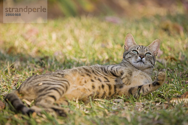 Africa  Sambia  Cat lying in meadow